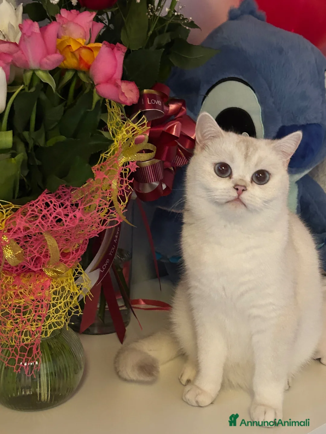 Scottish gatti in vendita: Disponibile - Annuncio 8
