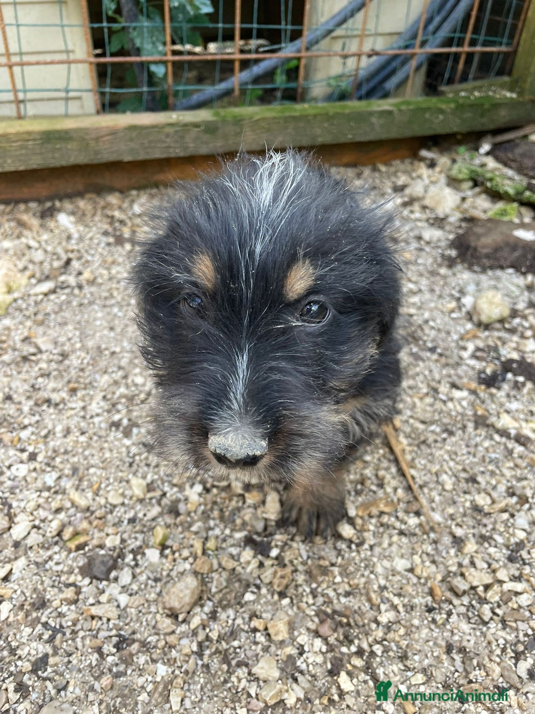 Meticcio cani in regalo: DIAMANTE ASPETTA TE - Annuncio 3