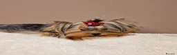 Yorkshire cani in vendita: Maschietti di Yorkshire Terrier  - Annuncio 5