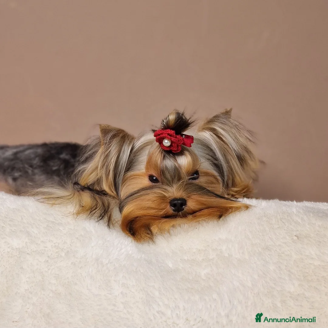 Yorkshire cani in vendita: Maschietti di Yorkshire Terrier  - Annuncio 5