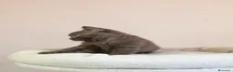 British gatti in vendita: British Shorthair  - Annuncio 8