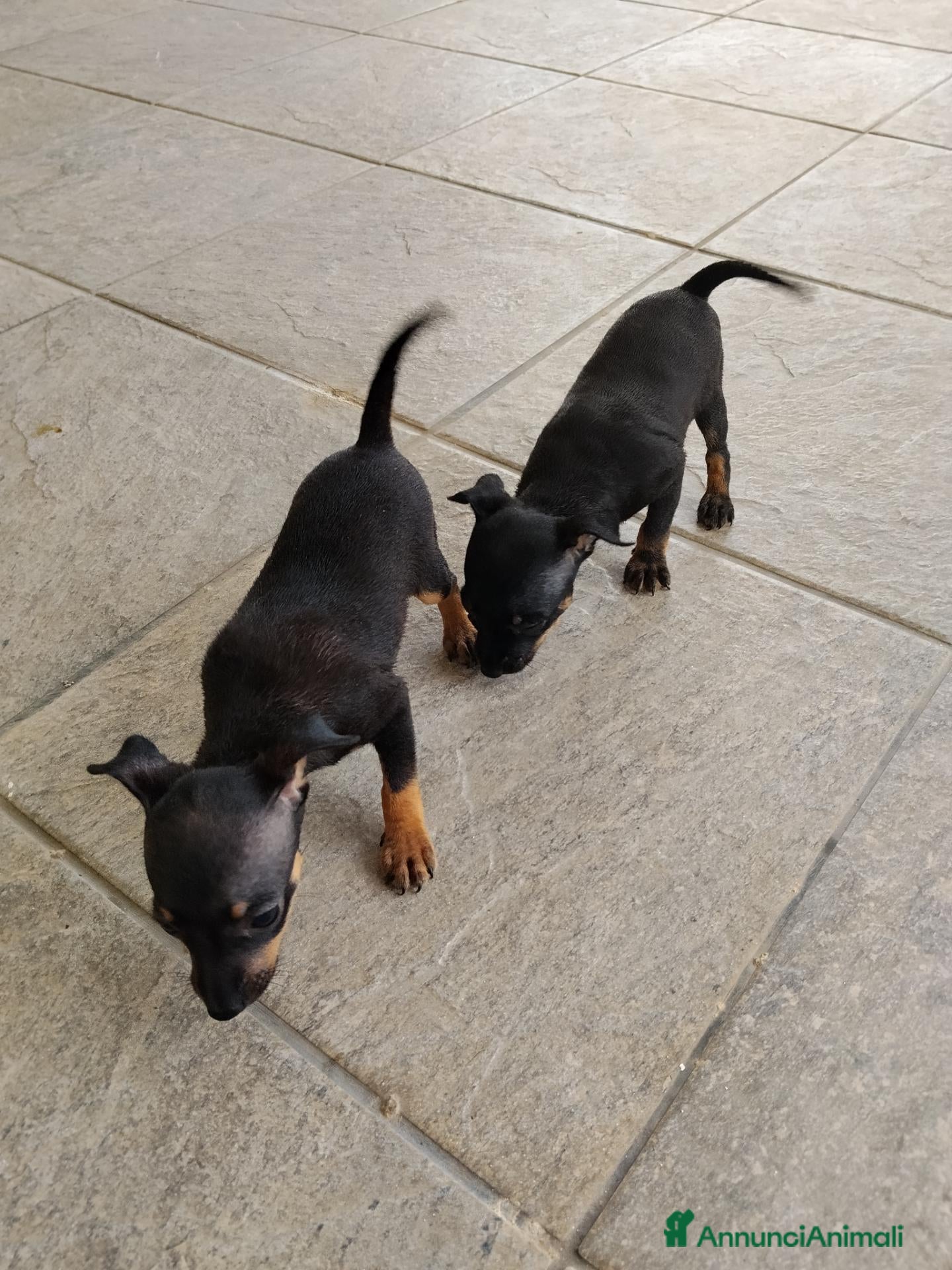 Pinscher Miniatura cani 2 cuccioli Pinscher maschi  - Annuncio 4