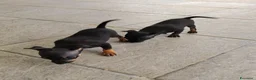 Pinscher Miniatura cani in vendita: 2 cuccioli Pinscher maschi  a Libero consorzio comunale di Siracusa - Annuncio 1