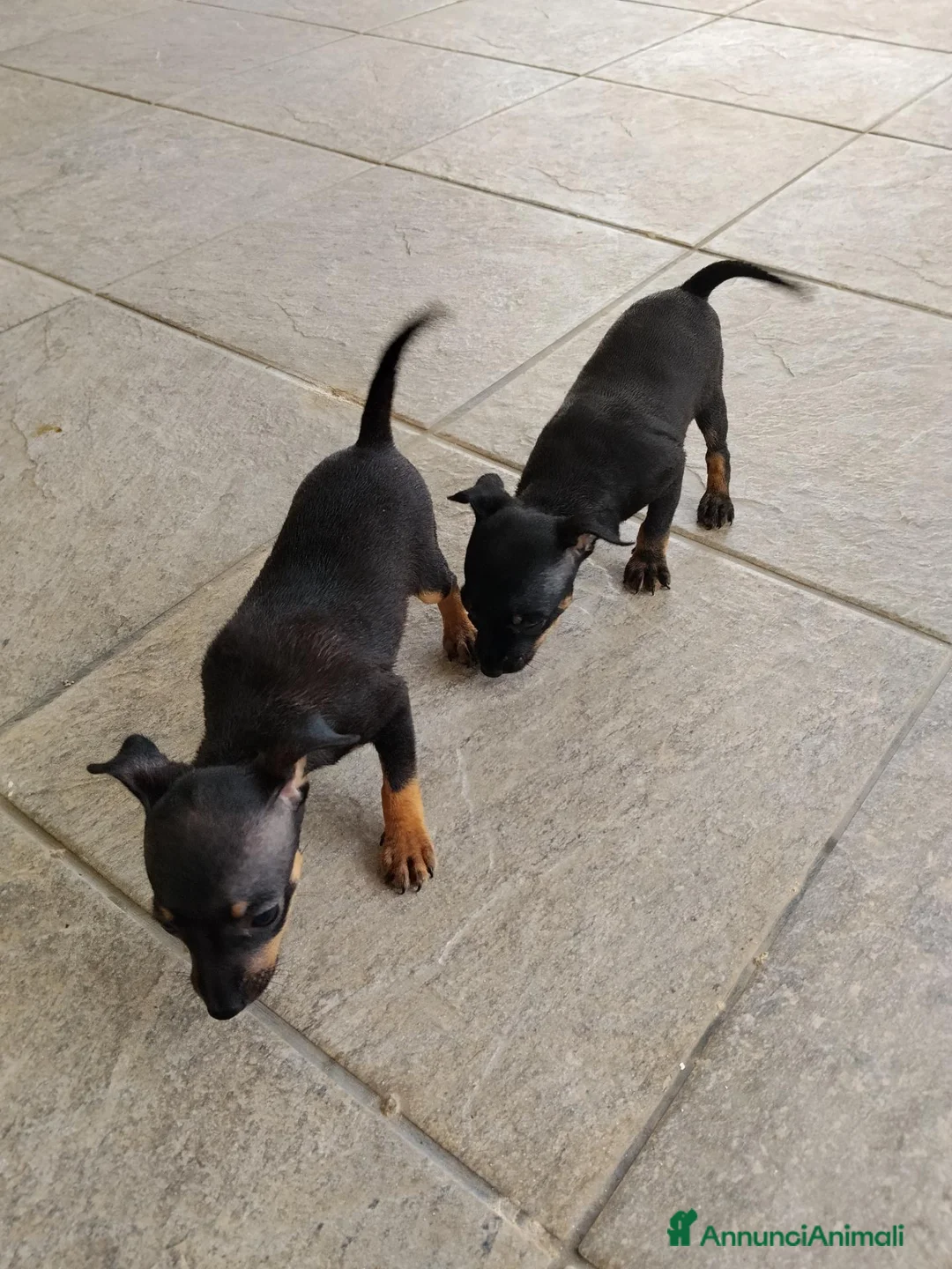 Pinscher Miniatura cani in vendita: 2 cuccioli Pinscher maschi  a Libero consorzio comunale di Siracusa - Annuncio 1