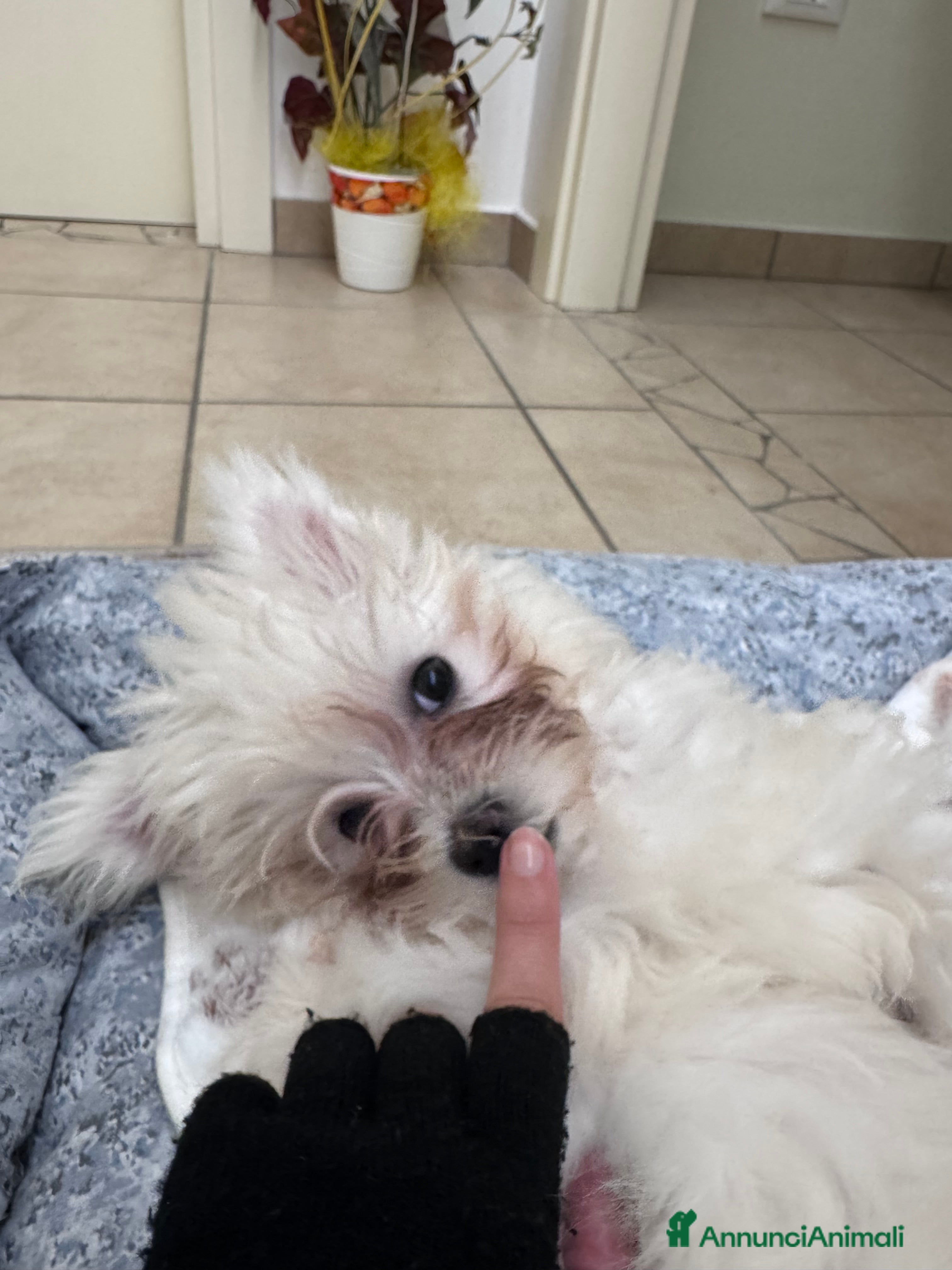 Maltese cani Vendo questa maltese - Annuncio 2