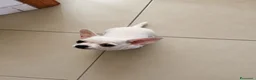 Chihuahua cani in vendita: Cucciolo di chihuahua - Annuncio 2