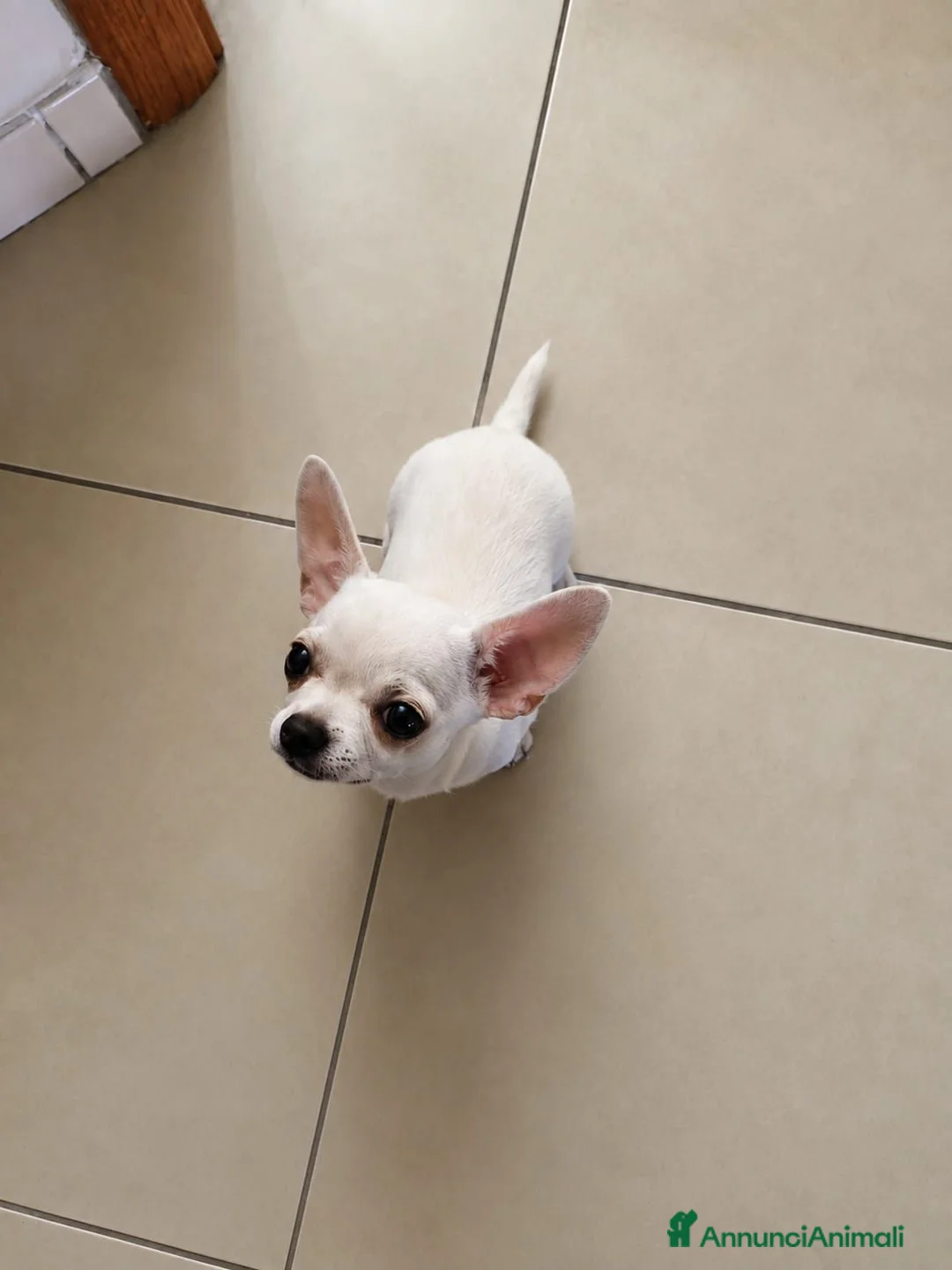 Chihuahua cani in vendita: Cucciolo di chihuahua - Annuncio 2