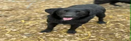 Meticcio cani in regalo: LAJKA e KAJLA, dolci cucciole invisibili. - Annuncio 11