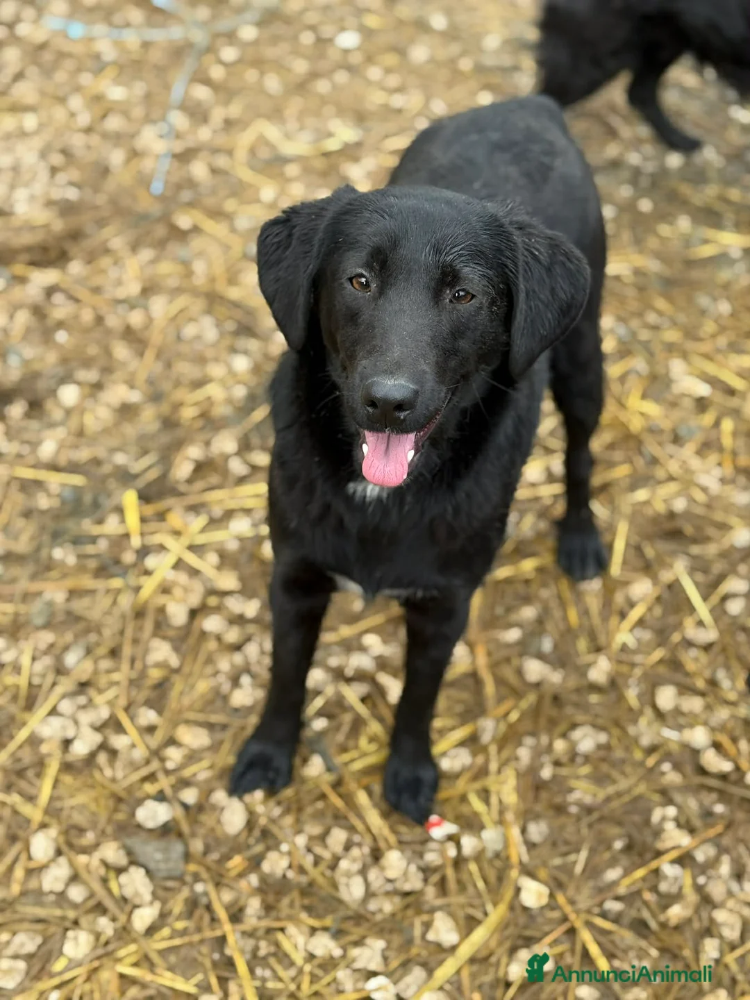 Meticcio cani in regalo: LAJKA e KAJLA, dolci cucciole invisibili. - Annuncio 11