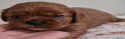 Cavalier King cani in vendita: Cucciole di Cavalier King ruby pedigree e affisso - Annuncio 3