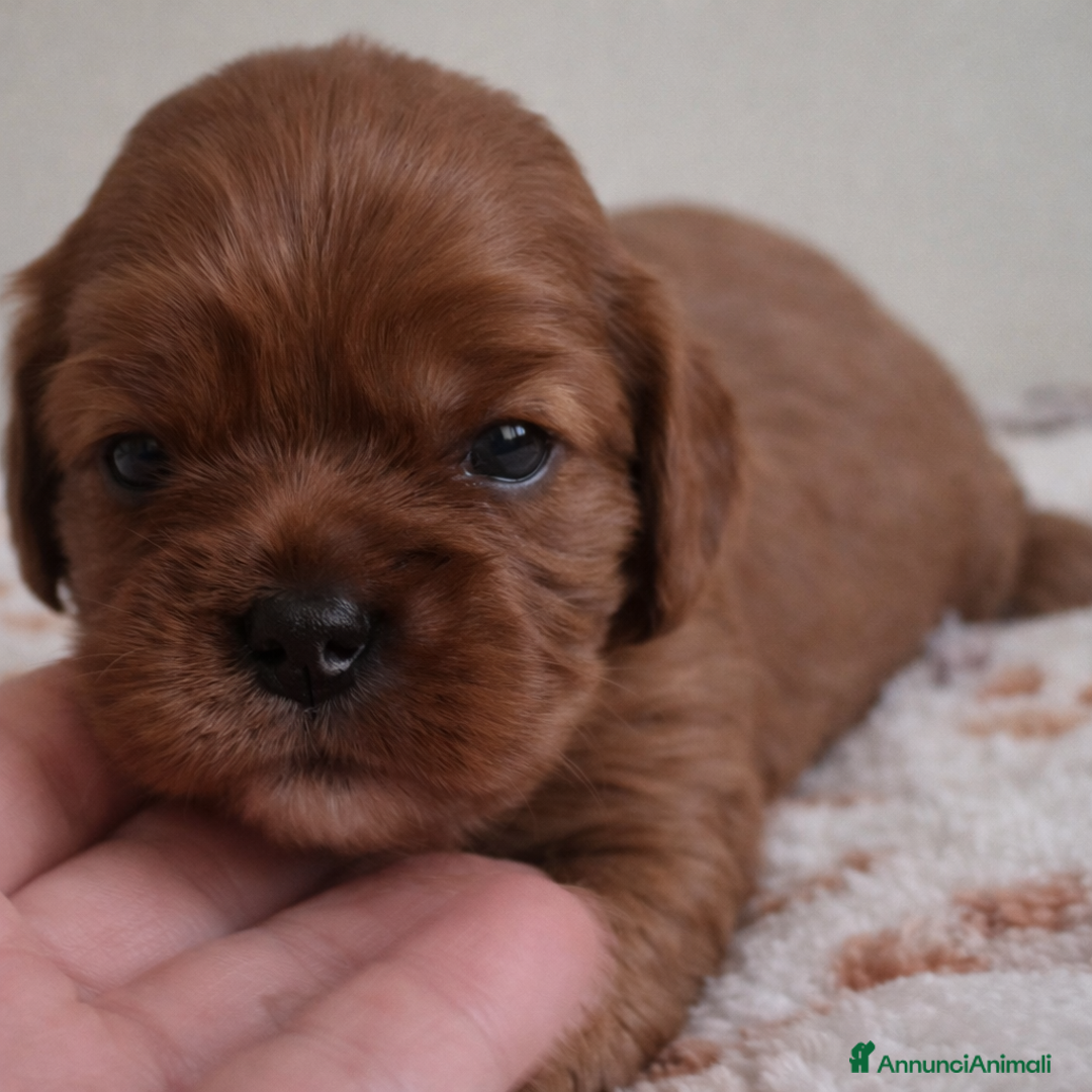 Cavalier King cani in vendita: Cucciole di Cavalier King ruby pedigree e affisso - Annuncio 3