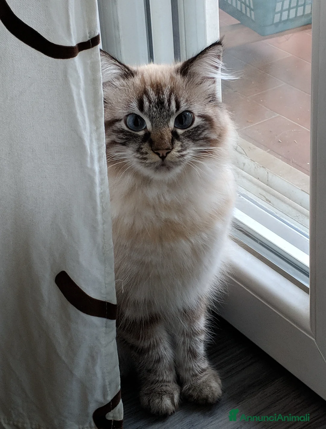 Ragdoll gatti in vendita: Cucciole Ragdoll a Città metropolitana di Milano - Annuncio 2