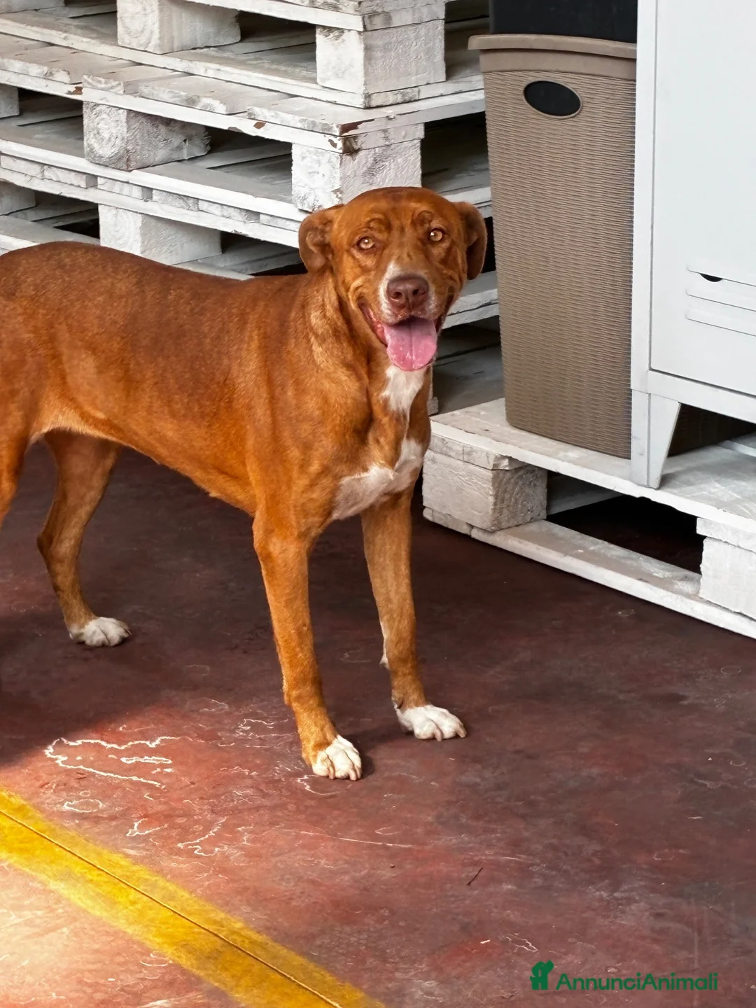 Meticcio cani in regalo: FLO e Harley  a Provincia di Brescia - Annuncio 6