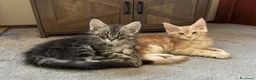 Maine Coon gatti in vendita: Cuccioli Maine coon con Pedigree  - Annuncio 4