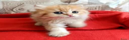 British gatti in vendita: British Golden cucciola  - Annuncio 5
