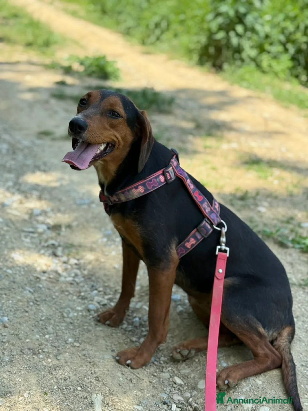 Meticcio cani in regalo: ERA, cucciolona tanto coccolona! Cerca famiglia - Annuncio 9
