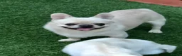 Chihuahua cani in vendita: Chihuahua maschietto  - Annuncio 8