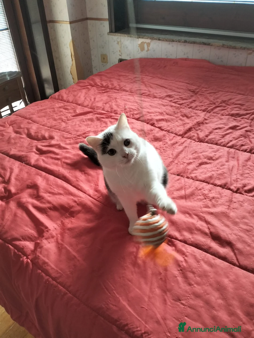 Europeo gatti in regalo: Freddy e Perla cercano casa - Annuncio 5