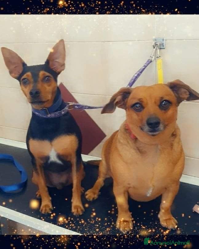 Pinscher Miniatura cani Regalo cani  - Annuncio 1