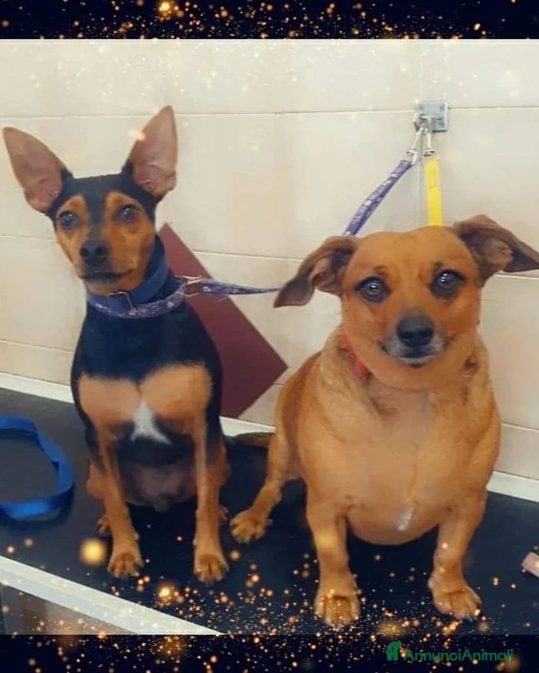 Pinscher Miniatura cani in regalo: Regalo cani  - Annuncio 1