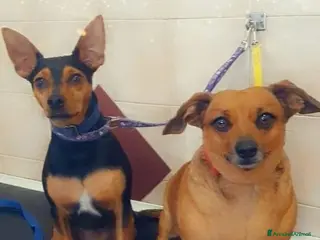 Pinscher Miniatura cani Regalo cani - Annuncio 2