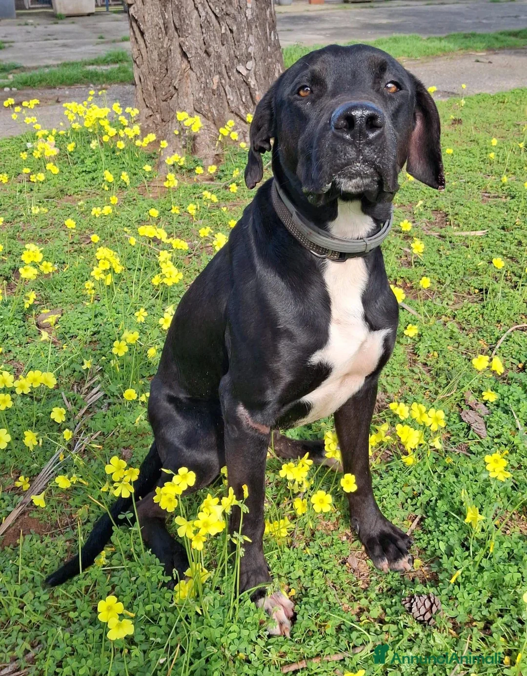 Meticcio cani in regalo: BENNY 💙 UNO DI QUEI CANI CHE FANNO CASA - Annuncio 5
