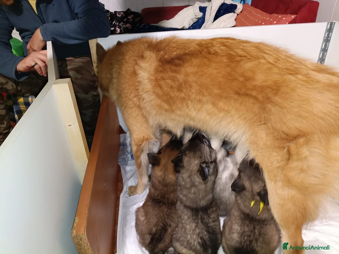 Pastore Belga cani in vendita: Pastore belga tervueren  - Annuncio 2
