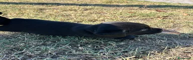 Labrador 3