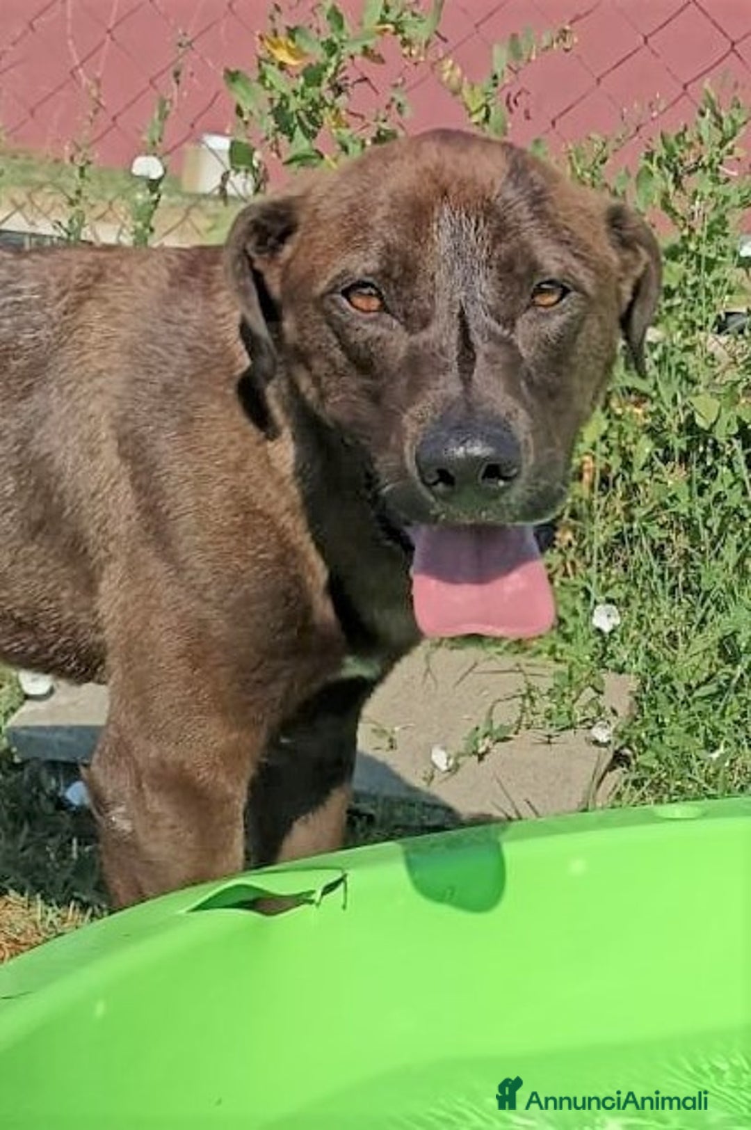 Meticcio cani in regalo: Fuego derivato molosso in adozione a Provincia di Latina - Annuncio 2