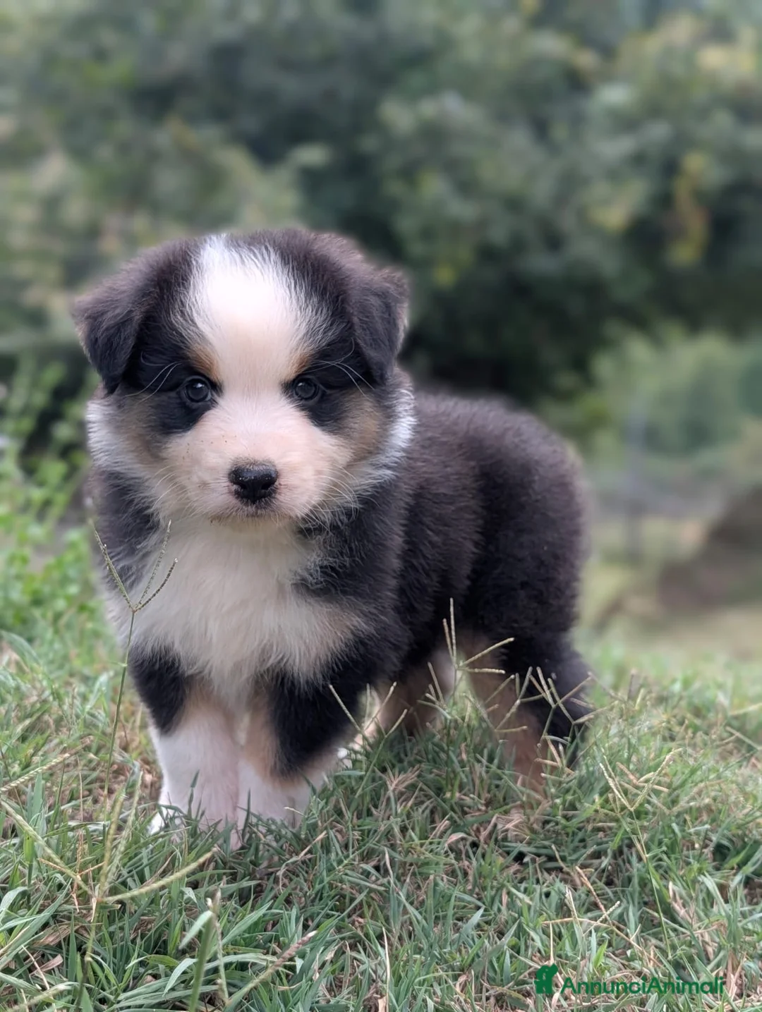 Australian Shepherd cani in vendita: Cuccioli pastore australiano - Annuncio 2