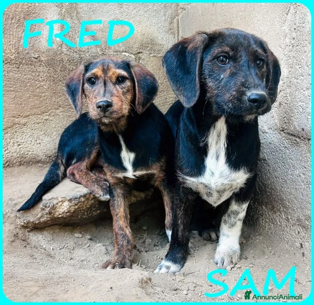 Meticcio cani in regalo: FRED e SAM adorabili cuccioli tg mediopicc. - Annuncio 8