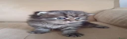 Persiano gatti in vendita: Cinque cuccioli di persiano - Annuncio 9