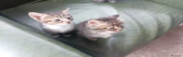 Meticcio gatti in regalo: Bellissimi gattini  - Annuncio 3