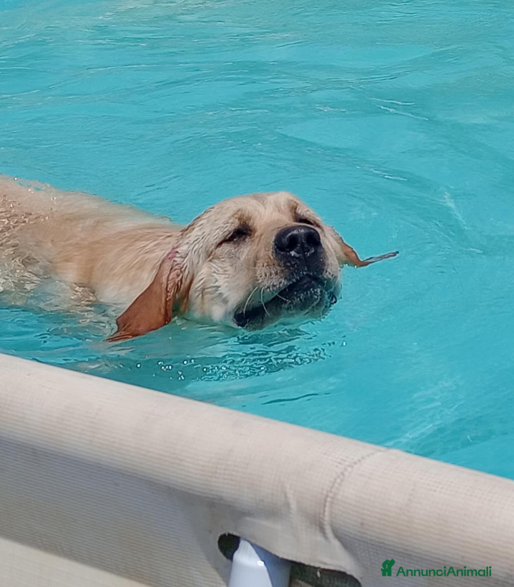 Labrador cani Femmina adulta cerca casa - Annuncio 12