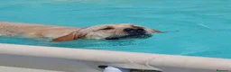 Labrador cani in regalo: Femmina adulta cerca casa - Annuncio 1