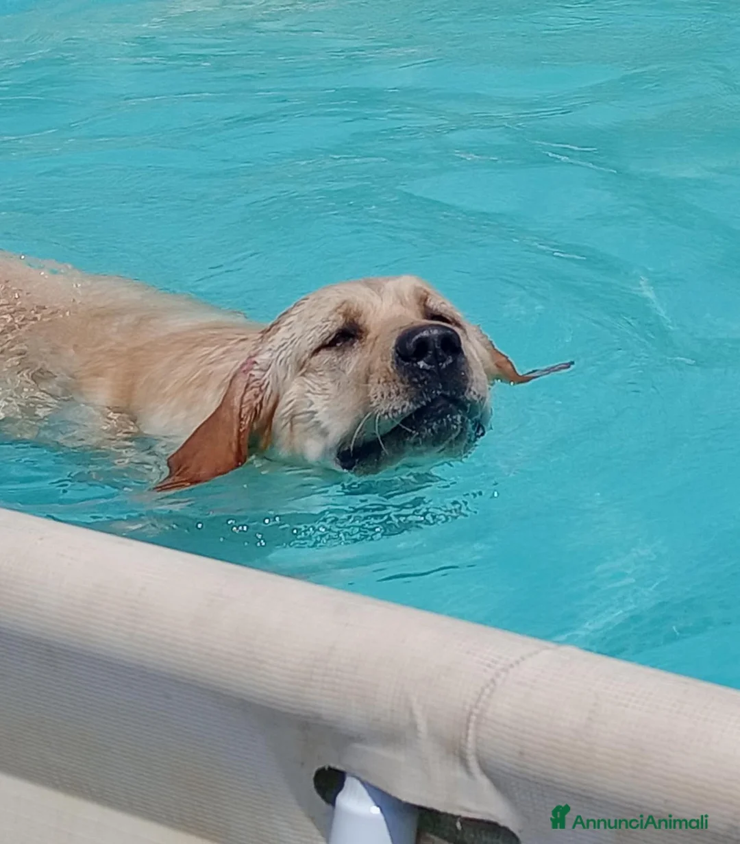 Labrador cani in regalo: Femmina adulta cerca casa - Annuncio 1