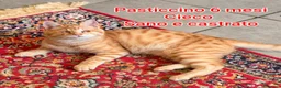 Altre razze gatti in regalo: MICINI URGENTI ADOZIONI! TEMPO SCADUTO  a Provincia di Arezzo - Annuncio 4