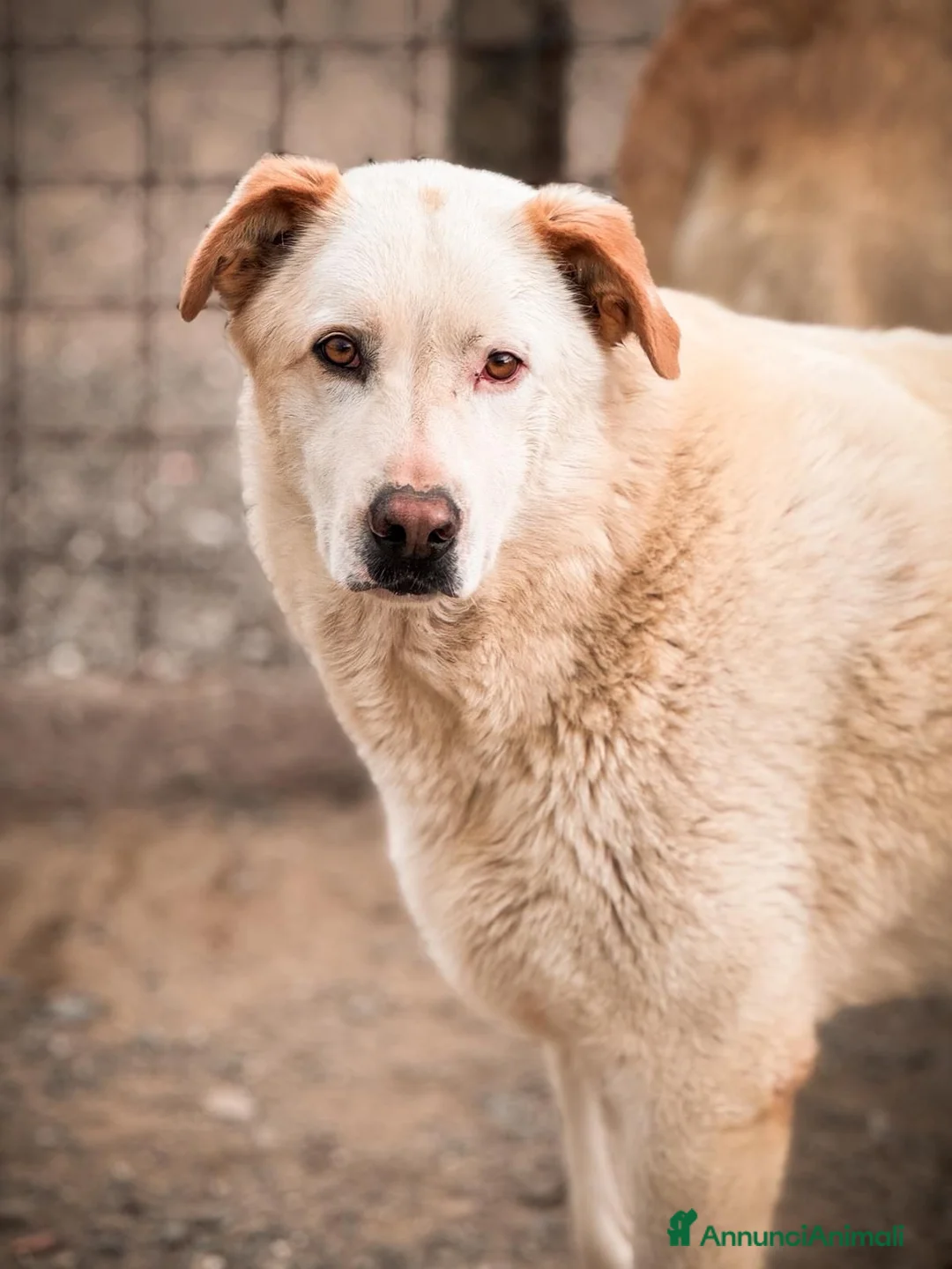 Meticcio cani in regalo: Sammy - Annuncio 1