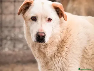 Meticcio cani Sammy - Annuncio 9