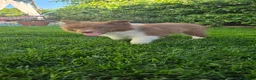 Border Collie cani in vendita: Border collie  - Annuncio 5