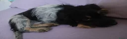 Meticcio cani in vendita: Durlindano - Annuncio 3