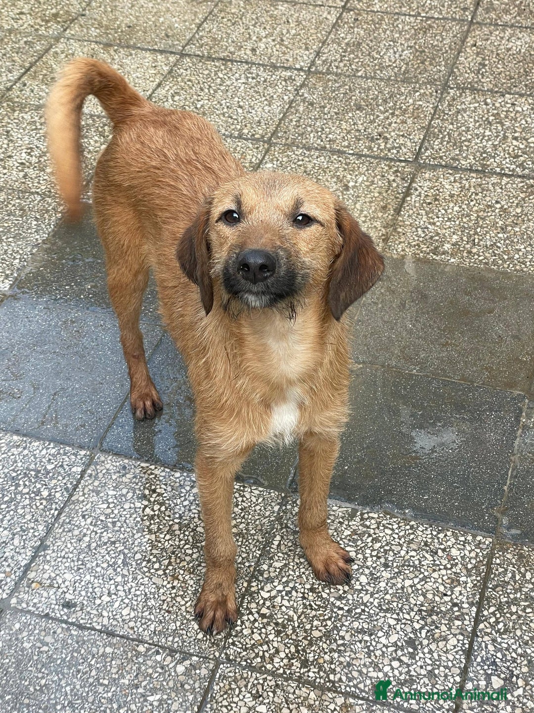 Meticcio cani in regalo: Toby cucciolo dolcissimo - Annuncio 2