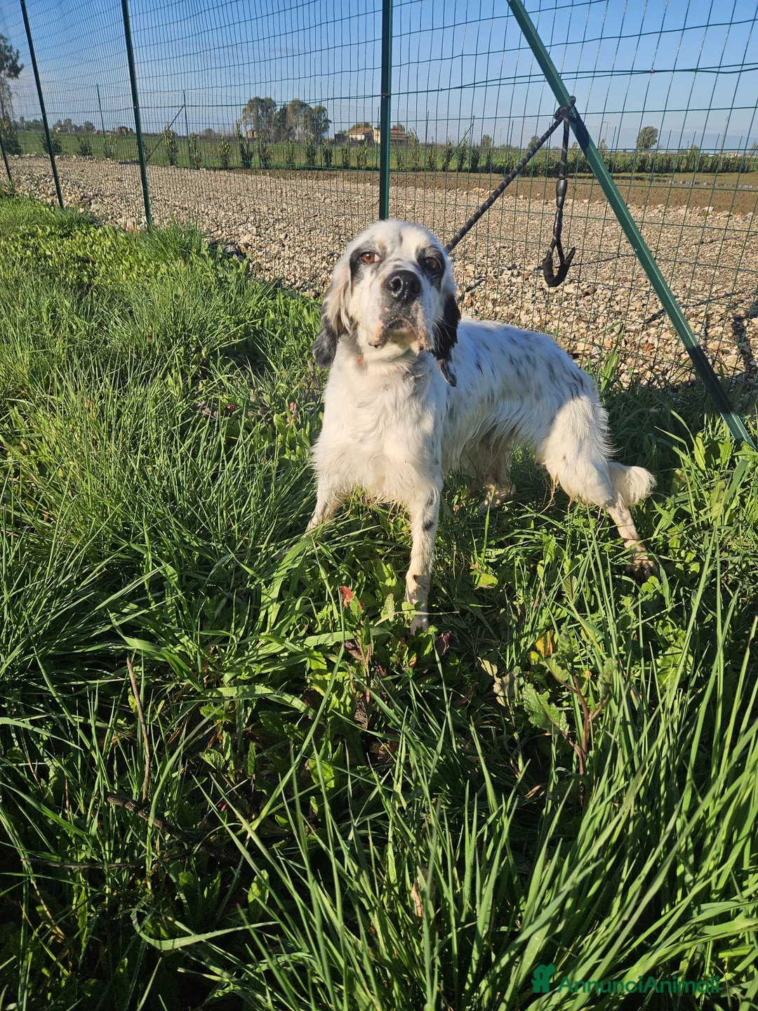Setter Inglese cani in regalo: Zeus: giovane setter socievole equilibrato  - Annuncio 16