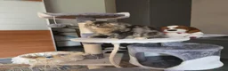 Persiano gatti in vendita: Gatti persiani  - Annuncio 3