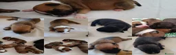 Staffordshire cani in vendita: Cuccioli di Staffordshire Bull Terrier disponibili a Libero consorzio comunale di Agrigento - Annuncio 5