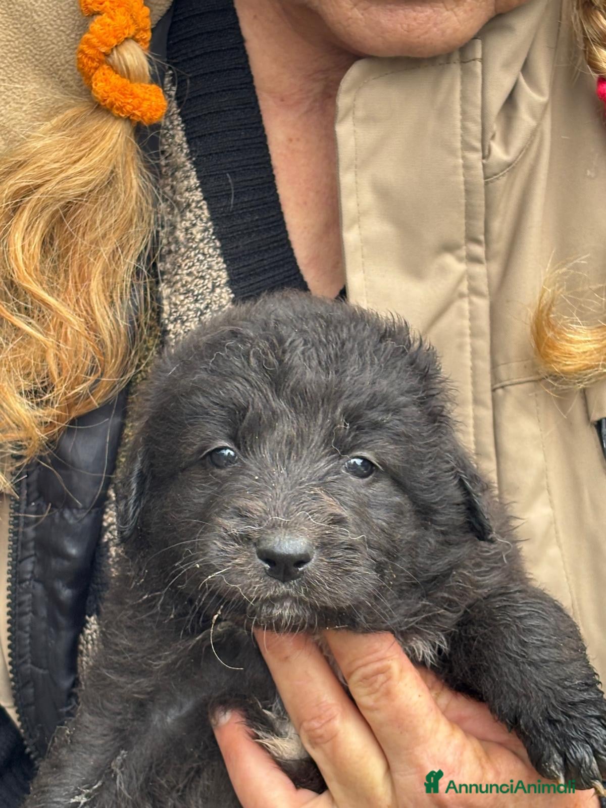 Meticcio cani Meravigliosi cuccioli orsacchiotti a Città metropolitana di Milano - Annuncio 7