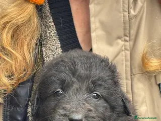 Meticcio cani Meravigliosi cuccioli orsacchiotti a Città metropolitana di Milano - Annuncio 7