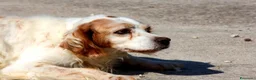 Meticcio cani in regalo: Bret in adozione - Annuncio 3