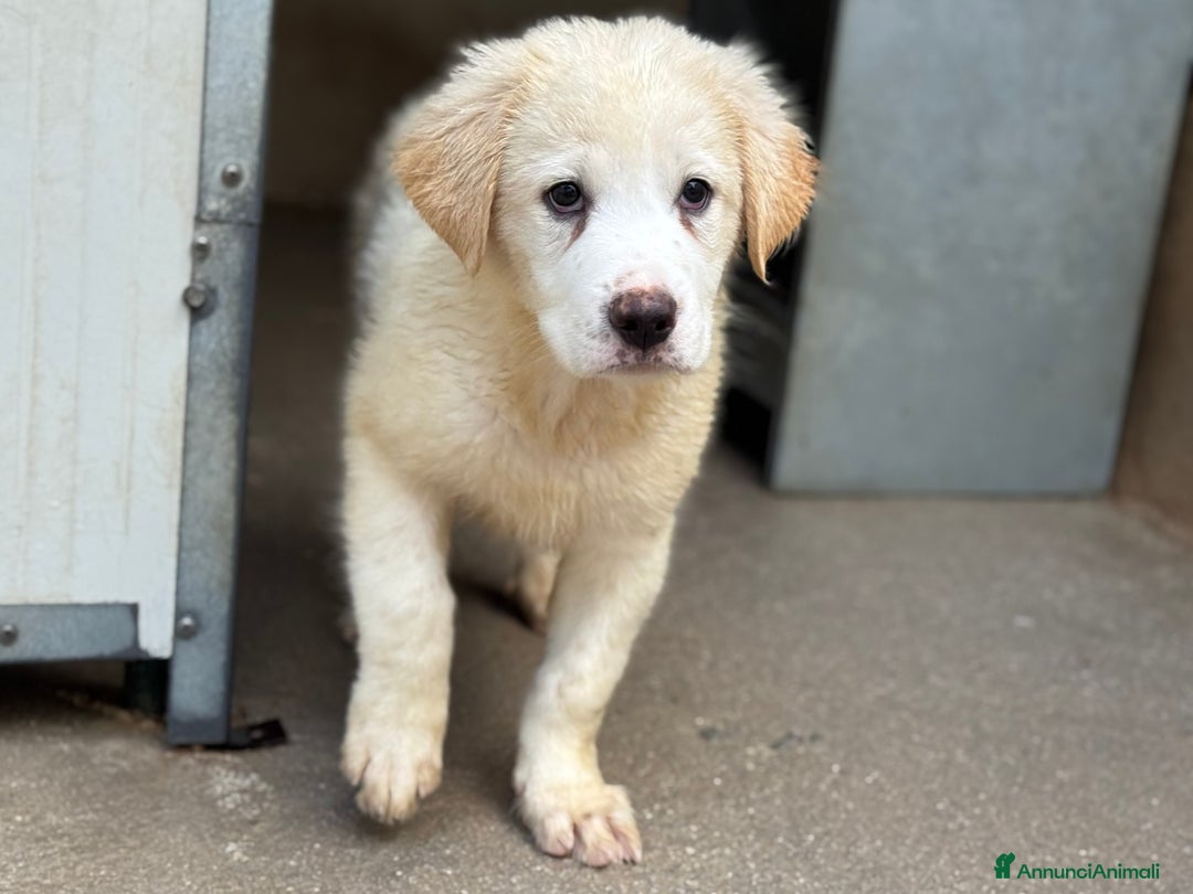 Pastore Maremmano cani in regalo: Orsù cucciolo taglia grande cerca casa  - Annuncio 2
