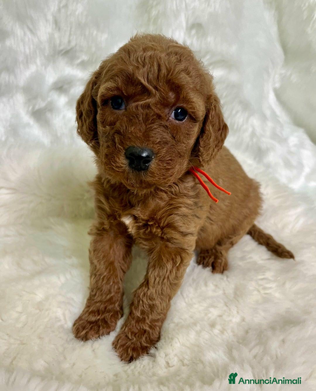 Golden Retriever cani in vendita: Australian Golden DoubleDoodle - Annuncio 17
